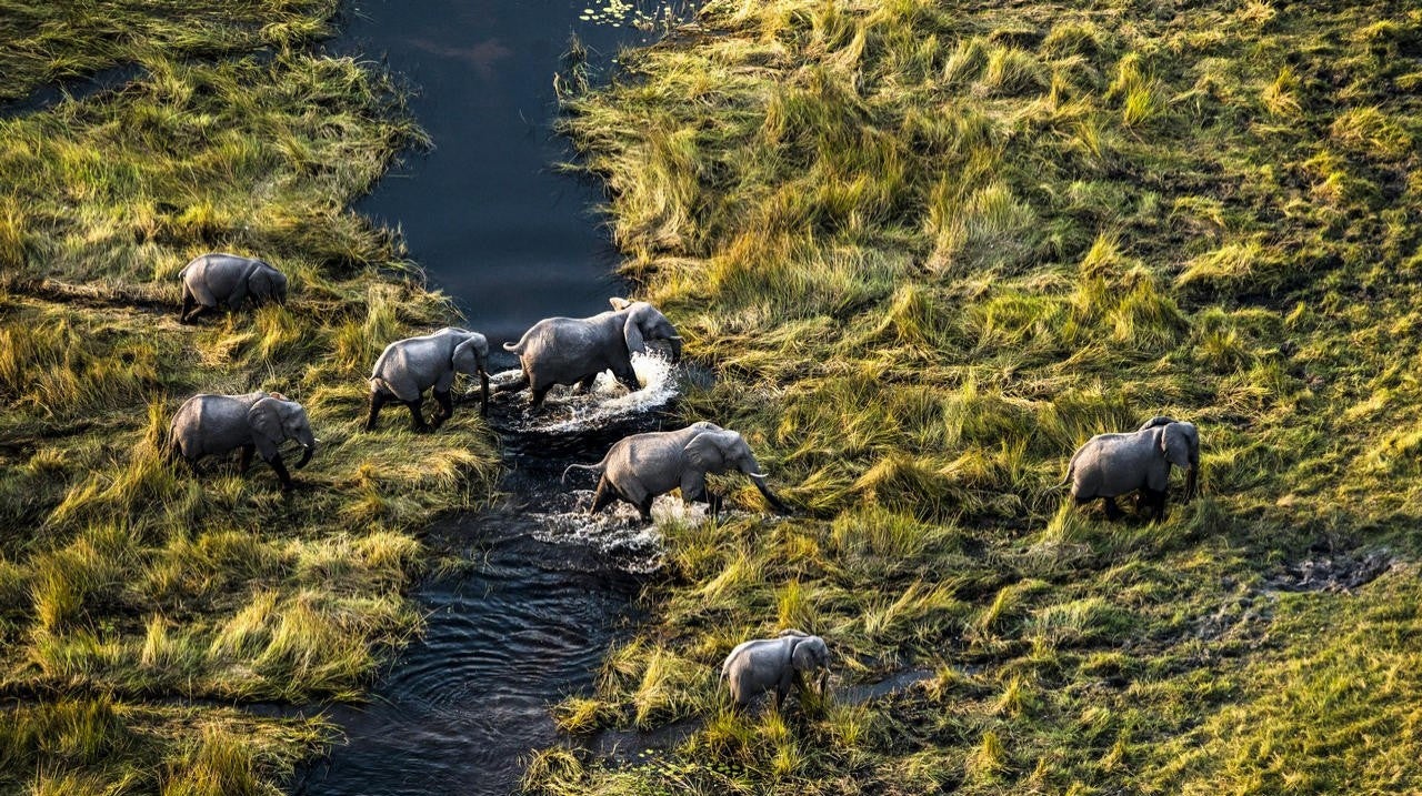 Okavango: O Rio de Sonhos