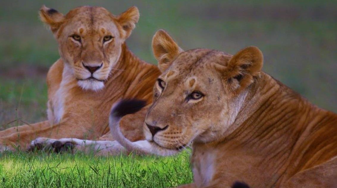 Imagem de As Irmãs da Savana