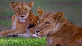 Imagem de As Irmãs da Savana