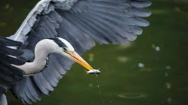 Imagem de Lago Balaton: O Para�so Escondido da Europa
