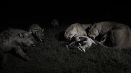 Imagem de Le�es e Hienas