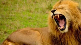 Imagem de Medo na Savana