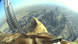 Uma Águia no Dubai