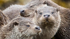 Imagem de As Lontras das Ilhas Shetland - A Hist�ria da Fam�lia Draatsi