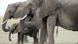 Imagem de Vizinhos Perigosos