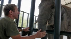 Imagem de Os �ltimo Gigantes de Sumatra