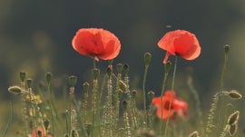 Imagem de As Quatro Esta��es M�gicas