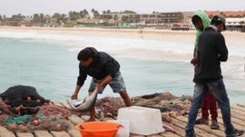 Imagem de Como Anda o Setor das Pescas em Cabo Verde