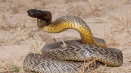 Imagem de Os Animais Mais T�xicos do Mundo