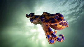 Imagem de Desertos e Oceanos