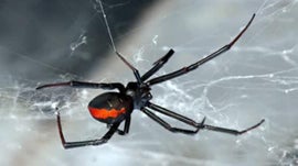 Imagem de Florestas e Pradarias