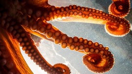 Imagem de Conhecer o Polvo Gigante do Pac�fico