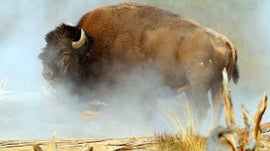 Imagem de Carga Bovina