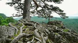 Imagem de Ra�zes Protetoras do Planeta: Um Prod�gio no Subsolo