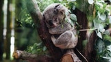 Diários da Vida Selvagem Austrália