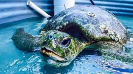 Imagem de Tartarugas Marinhas e Recifes de Coral