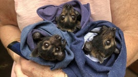 Imagem de Raposas Voadoras e Ondas de Calor