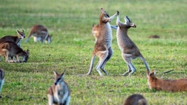 Imagem de Cangurus e Conserva��o