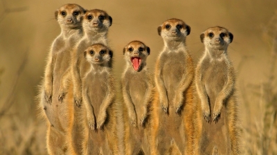 Play - Democracia Animal