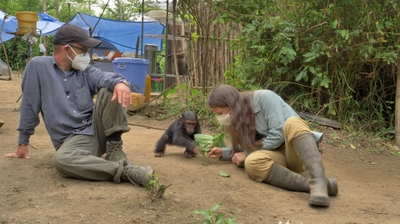 Play - Primatas em Perigo: A Luta de Amandine
