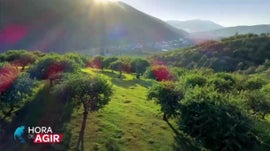 Imagem de Que �rvores Plantar?