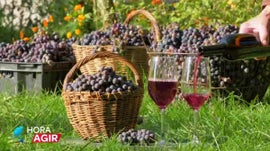 Imagem de Altera��es Clim�ticas no Setor Vitivin�cola