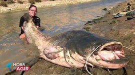 Imagem de O Mega Predador do Rio Tejo