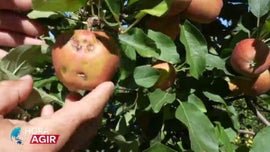 Imagem de Tempestades de Granizo em Moimenta da Beira