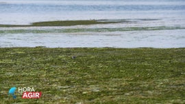 Imagem de Pradarias Marinhas