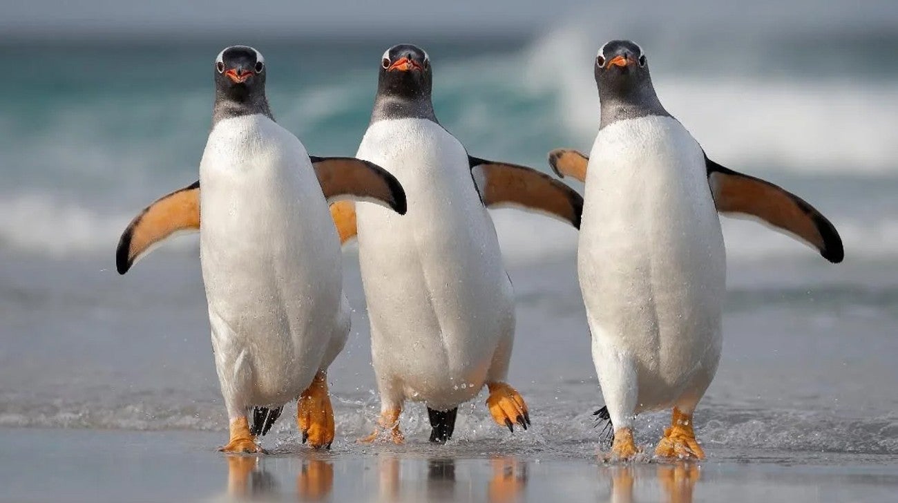 Ilha dos Pinguins: Sobrevivncia do Mais Rpido