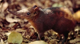 Imagem de Musaranho-Elefante: O Esp�rito da Floresta