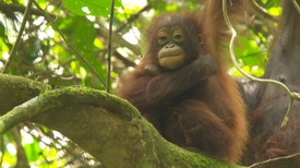 Banquete na Floresta dos Orangotangos