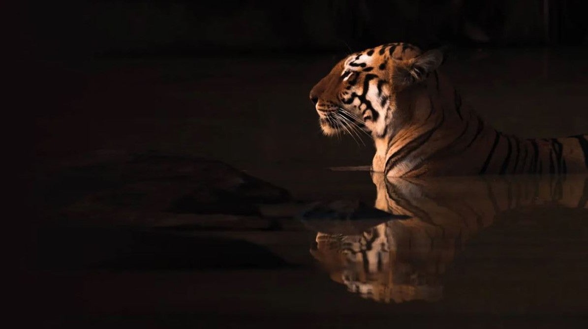 Imagem de A Vida Secreta dos Tigres