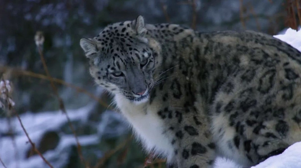 Imagem de A Vida Secreta do Leopardo das Neves