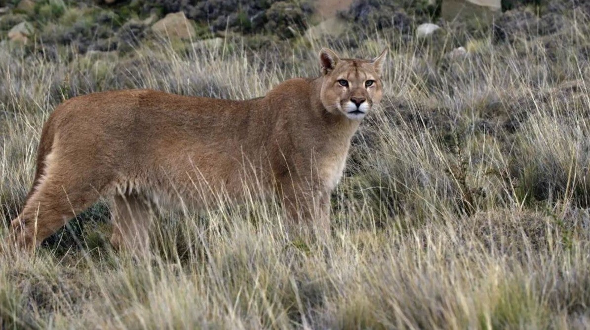 Imagem de A Vida Secreta dos Pumas
