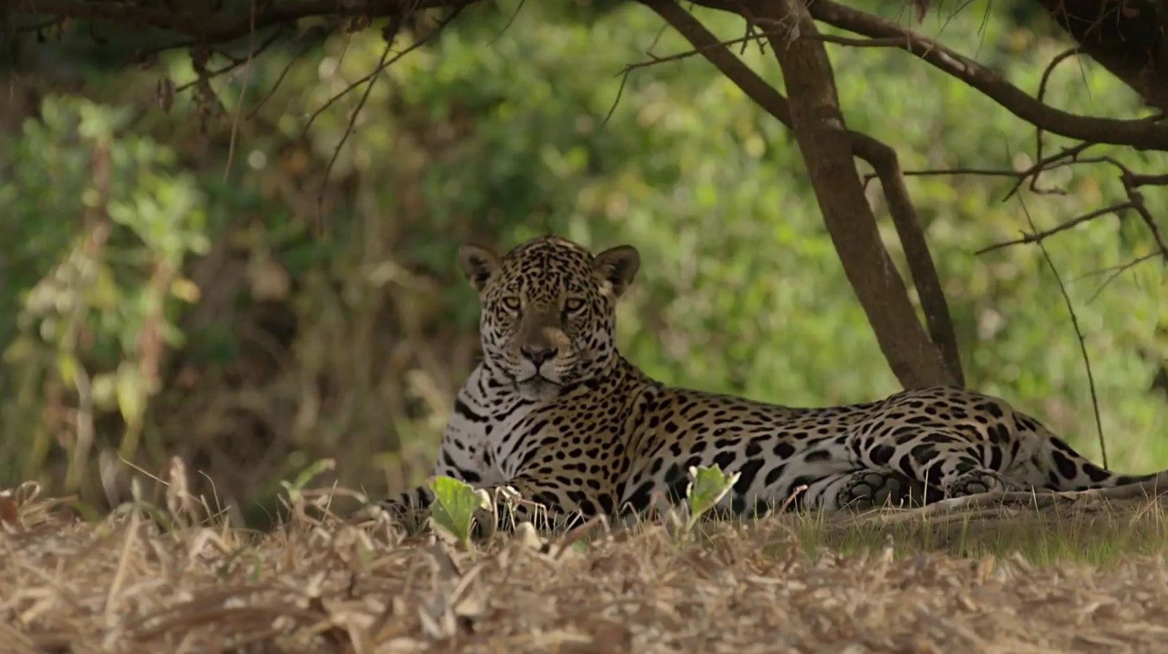 Imagem de A Vida Secreta dos Jaguares