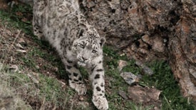 Leopardo-das-Neves e Amigos