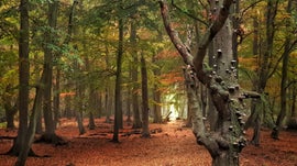 Imagem de Ode � Natureza