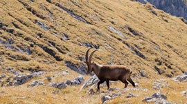 Imagem de Ode � Natureza