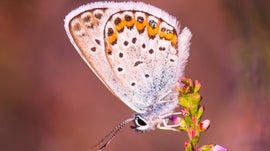 Imagem de Ode � Natureza