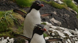 Imagem de Central de Pinguins