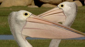 A Viagem dos Pelicanos: Um Mistério do Interior Australiano