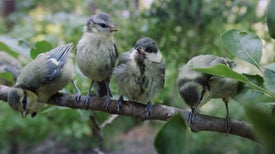 Grandes Aves: A Vida Secreta dos Chapins
