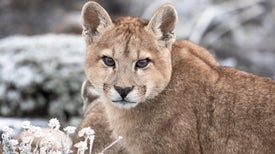 Pumas: Lendas das Montanhas de Gelo