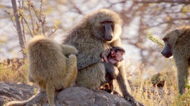 Imagem de Babu�nos: Uma Fam�lia Muito Selvagem