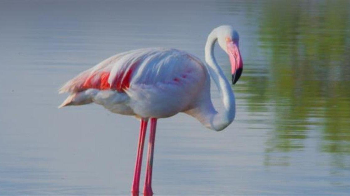 Pssaro de Fogo - O Mundo Secreto do Flamingo