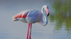 Pássaro de Fogo - O Mundo Secreto do Flamingo