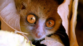 Imagem de Madag�scar Desconhecida