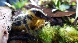 Imagem de Madag�scar Desconhecida