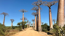 Imagem de Madag�scar Desconhecida